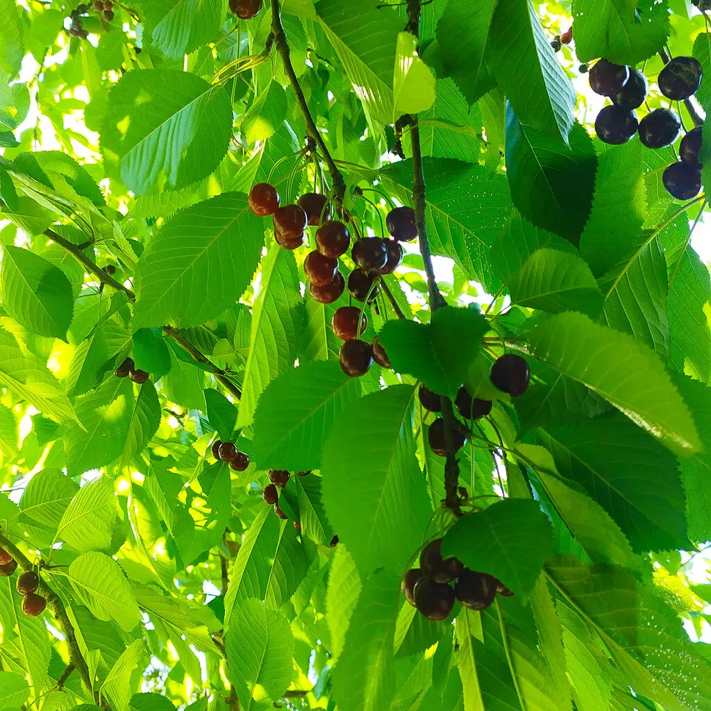 cerezas camping lago puelo camping familiar rustico rio azul