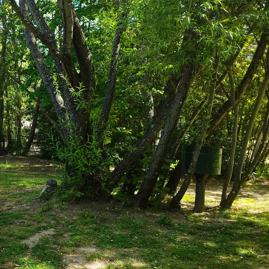 camping puelo familiar rustico perros mascotas
